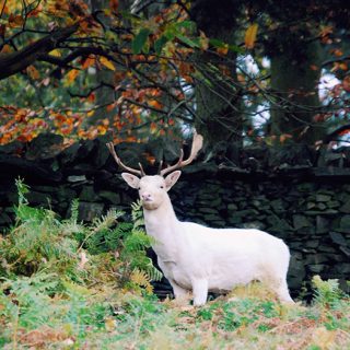 White Deer - Bradgate Park