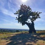 Old Tree - Bradgate Park
