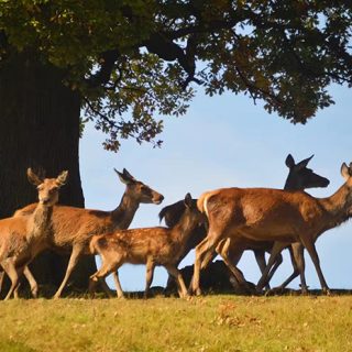 Deer - Bradgate Park