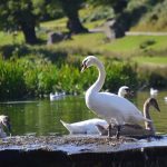 Swans Family in Bradgate Park