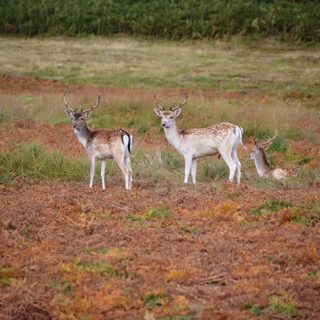 Deer - Bradgate Park