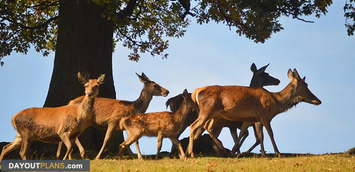 Bradgate Park