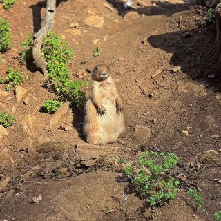 Cotswold Wildlife Park and Gardens - Prairie Dogs