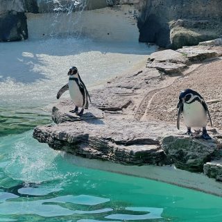 Cotswold Wildlife Park and Gardens - Penguins