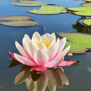 Cotswold Wildlife Park and Gardens - Water Lily