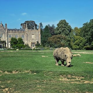 Cotswold Wildlife Park and Gardens - Rhino and House