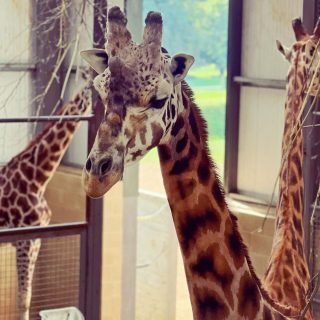 Cotswold Wildlife Park and Gardens - Giraff