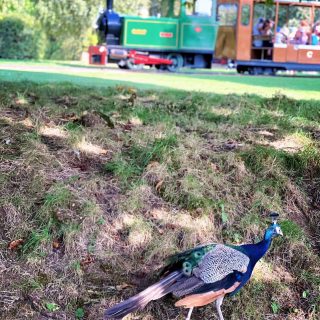 Cotswold Wildlife Park and Gardens - Peacock and Train