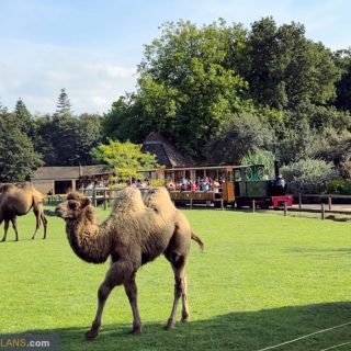 Cotswold Wildlife Park and Gardens - Camel and Train