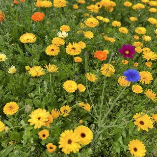 Attingham Park - Garden