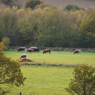 Cows at Beacon Hill