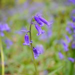 Swithland Wood Bluebell near Leicester and Loughborough