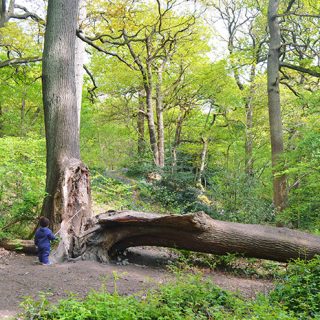 Swithland Wood - A massive tree split apart by nature