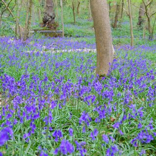 Swithland Wood Bluebell near Leicester and Loughborough