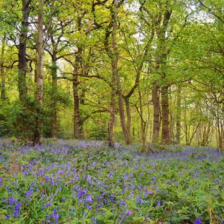 Swithland Woo Bluebell near Leicester and Loughborough