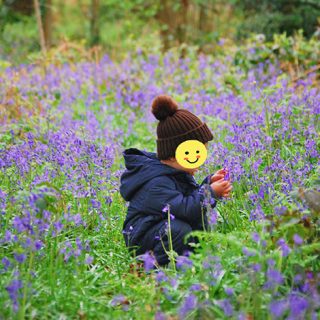 Swithland Wood Bluebell near Leicester and Loughborough