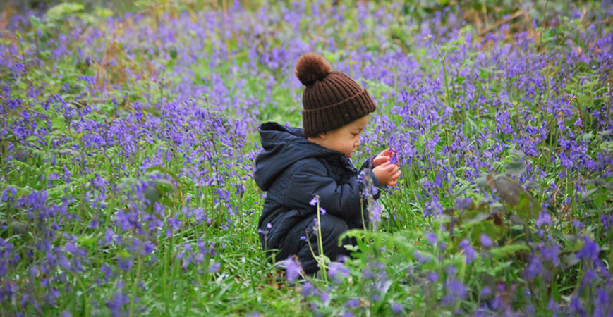 Swithland Wood Bluebell