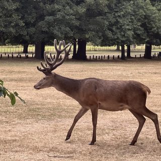 Wollaton Park Deer