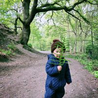 Swithland Wood Bluebell near Leicester and Loughborough
