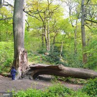Swithland Wood - A massive tree split apart by nature